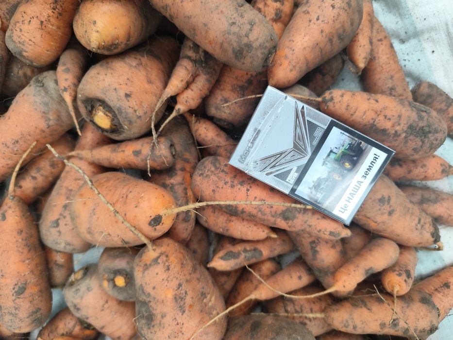 Продам домашню моркву