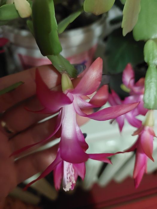 Рождественник декабрист Шлюмбергера