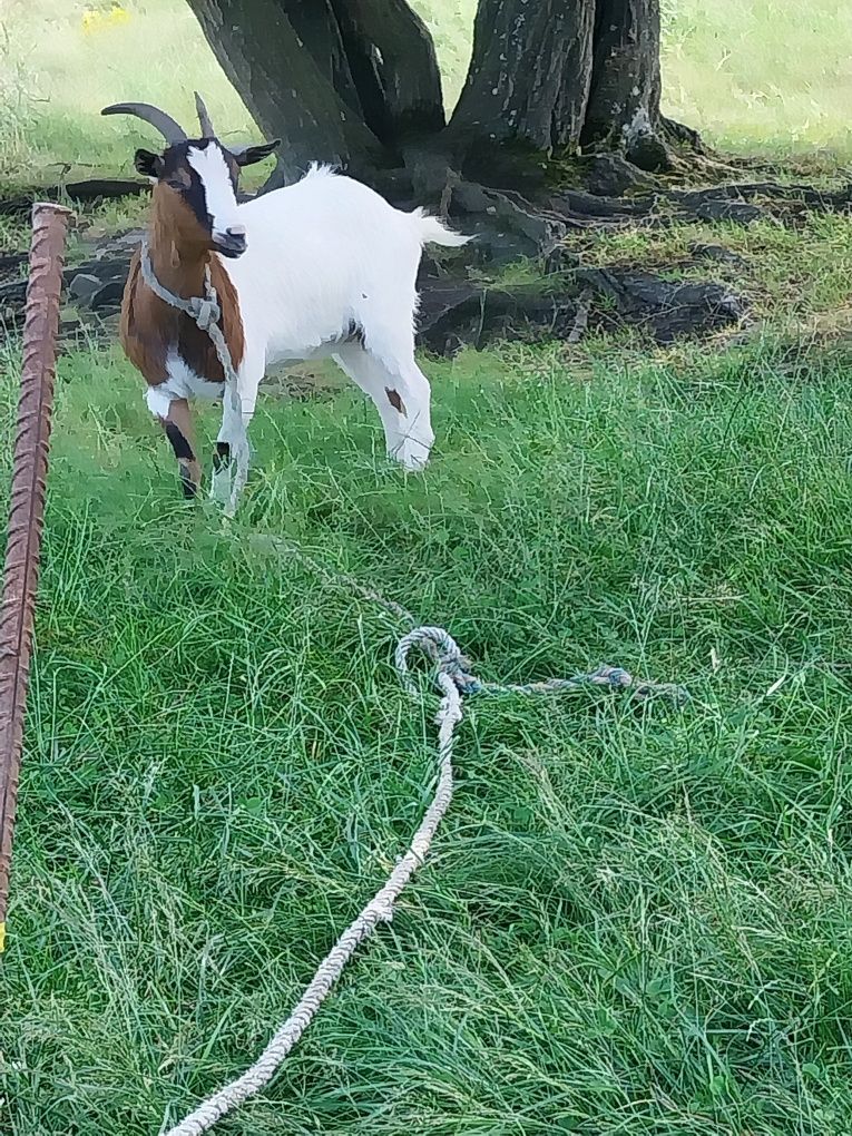 Koza miniaturkę i Baran miniaturkę piękne zwierzaki