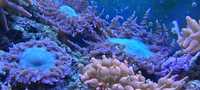 Кораллы. Rock flower anemone. Морской аквариум