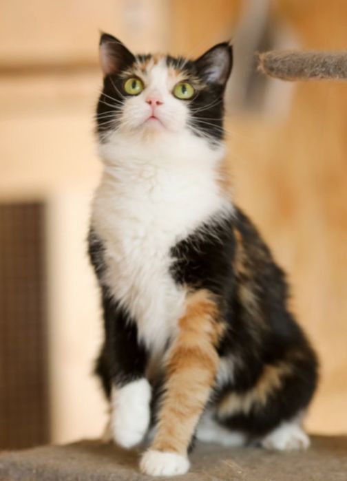 Кошка Милашка Мерлин, спокойная девочка 3 года