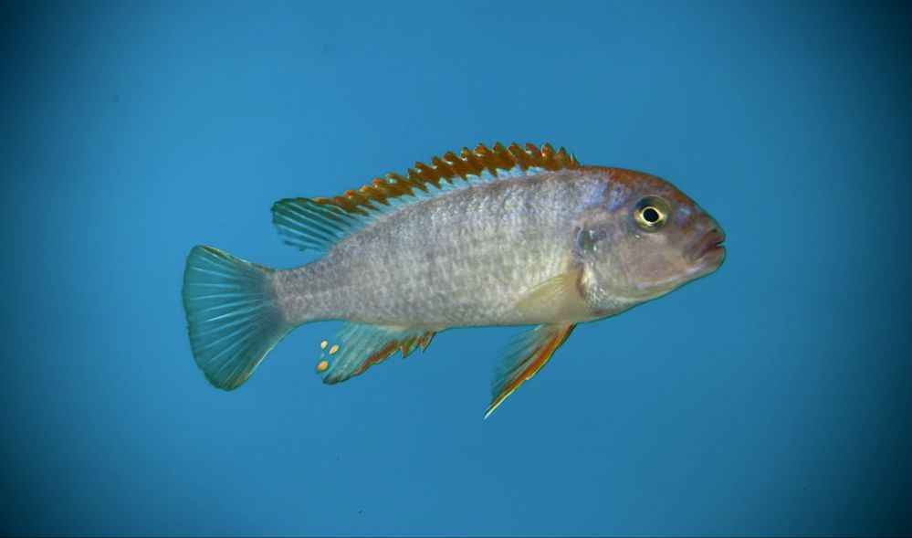 Pseudotropheus perspicax Red Ndumbi F1 , pyszczaki Malawian