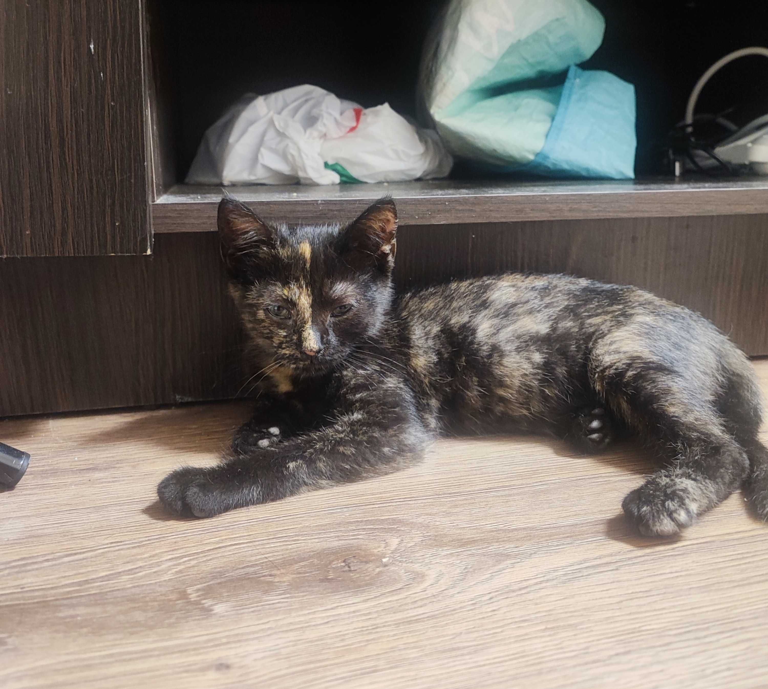 Котики безкоштовно