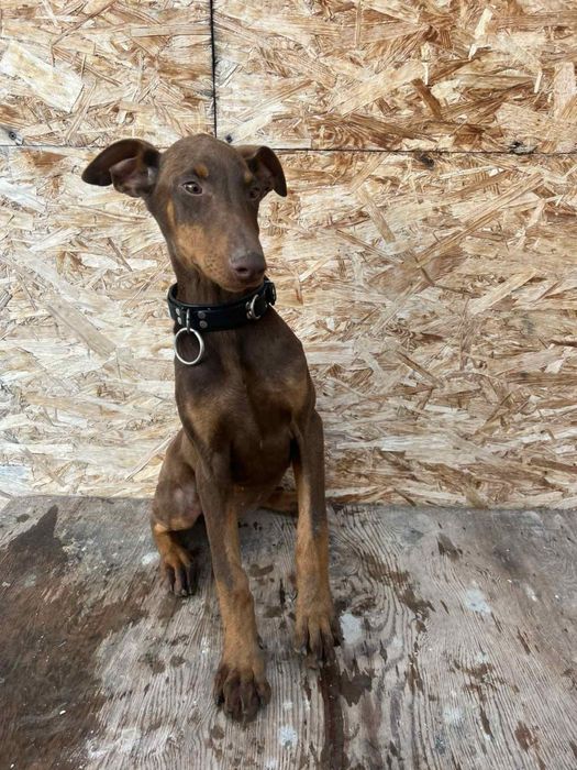 У продажі дівчинка  цуценя Добермана шоколадного кольору.