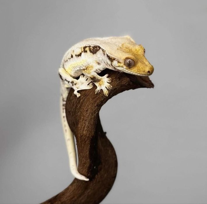 Gekon orzesiony samiec lily white high white 40g