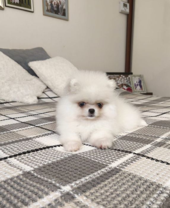 Szpic miniaturowy pomeranian