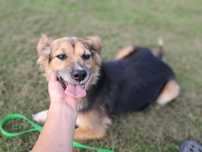 Do adopcji  suczka
