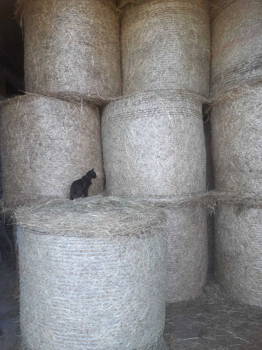 Bele siana i sianokiszonki z traw sianych, słoma, transport, kukurydza