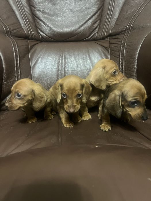 Такси молочний шоколад та мрамор  карлики