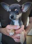 Chihuahua krótkowłosa liliowy tricolor Jeremi