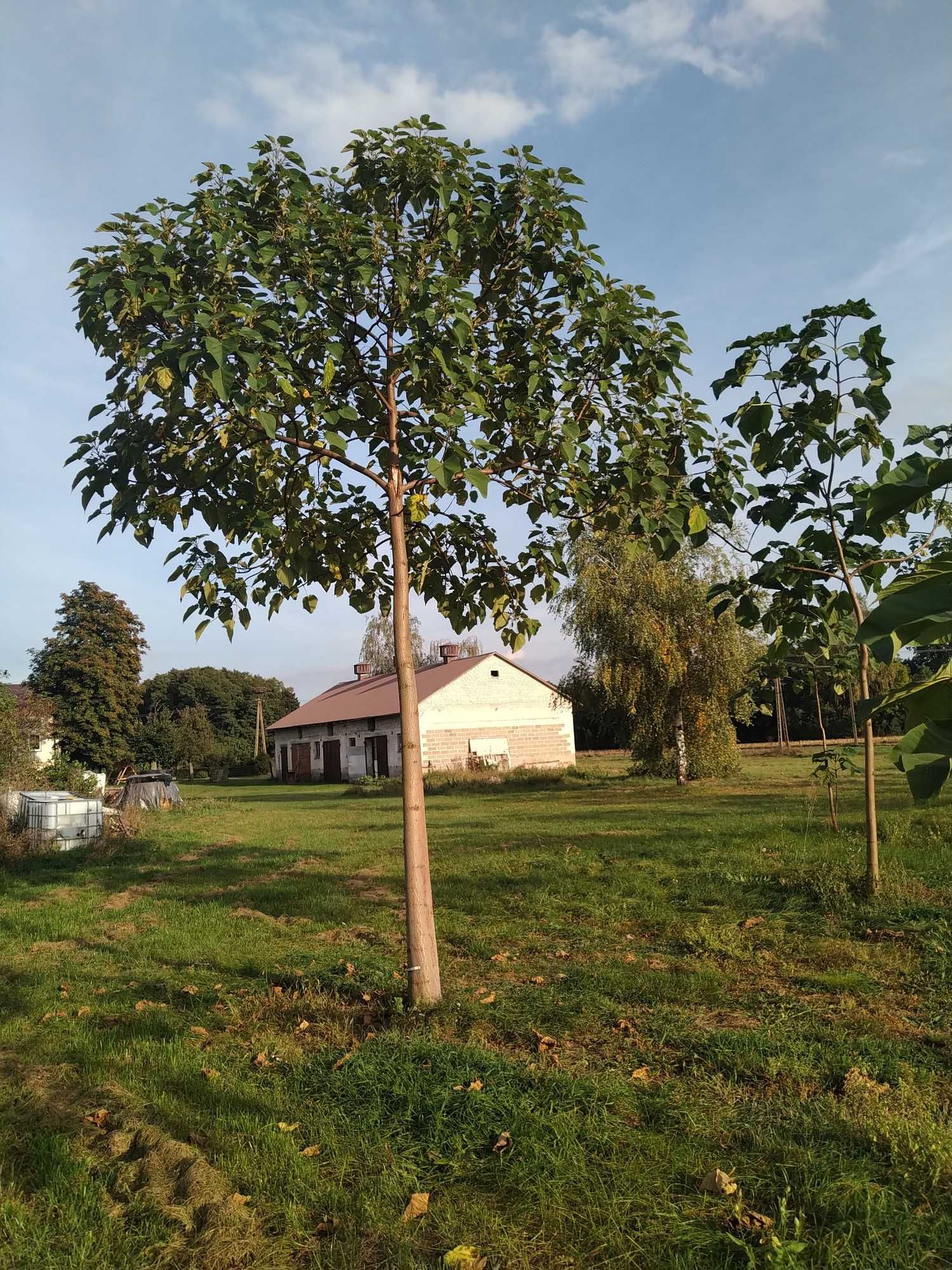 Sprzedam drzewa tlenowe szybko rosnące Oxytree, Paulownia