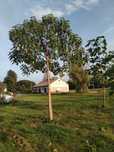 Sprzedam drzewa tlenowe szybko rosnące Oxytree, Paulownia