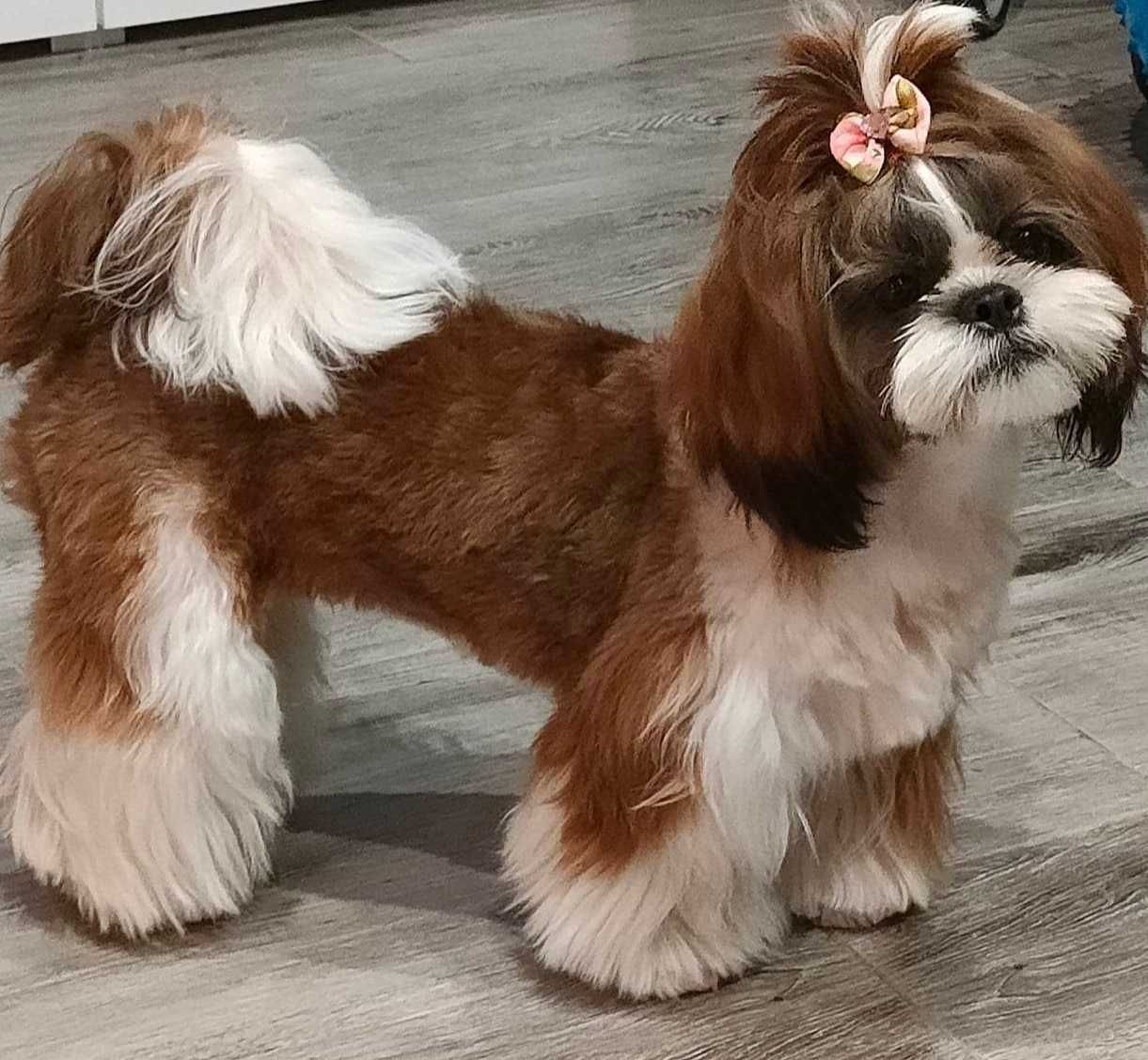 Reproduktor rasy shih tzu