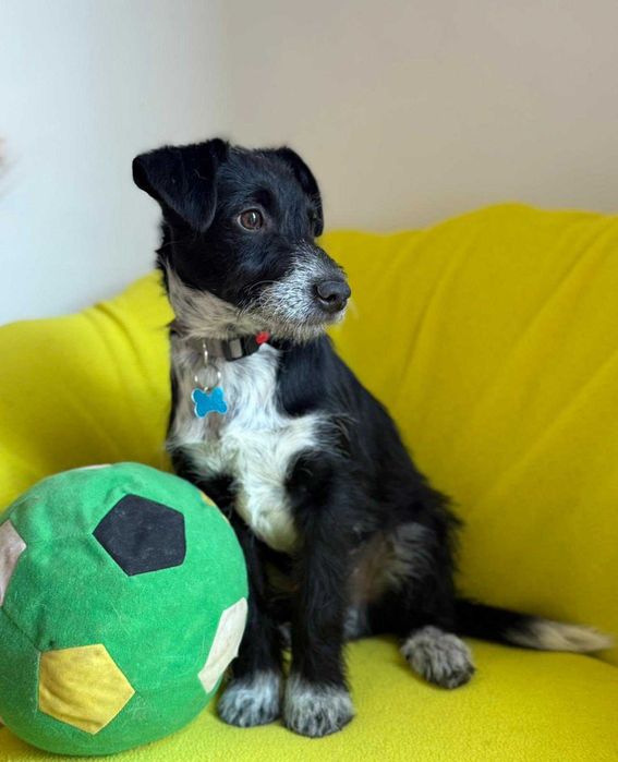 Dexter - szczeniak do adopcji!