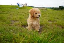 Dziewczynka Maltipoo