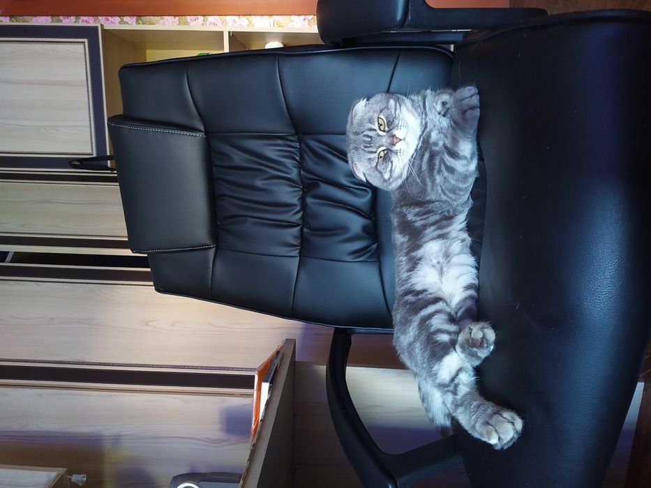 Тимофей. Шотландский вислоухий кот на вязку. Скоттиш фолд на вязку