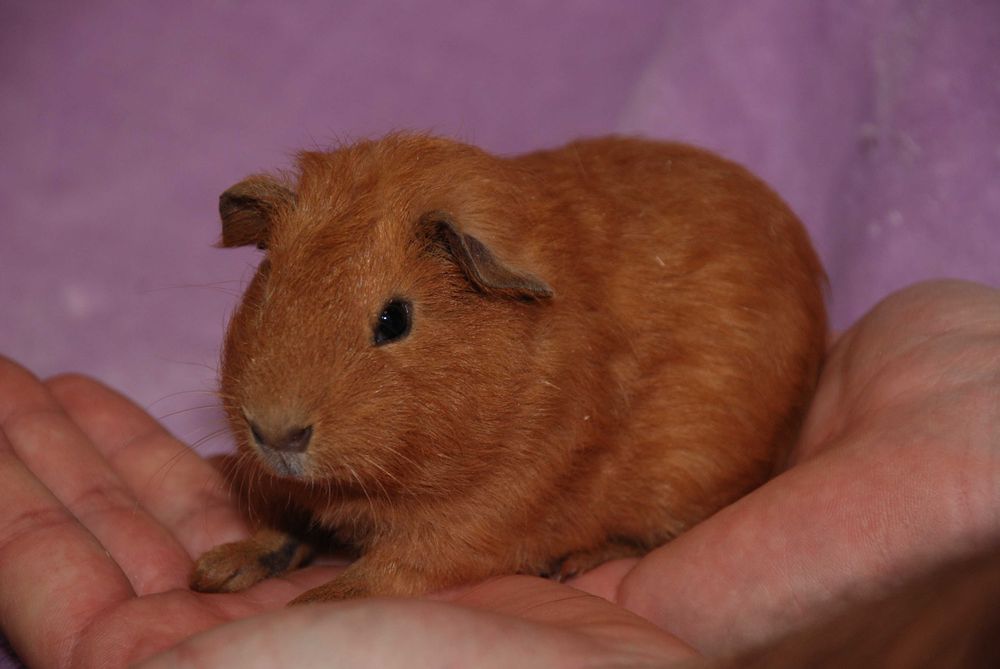 Морська свинка породи Селф руді та ін.