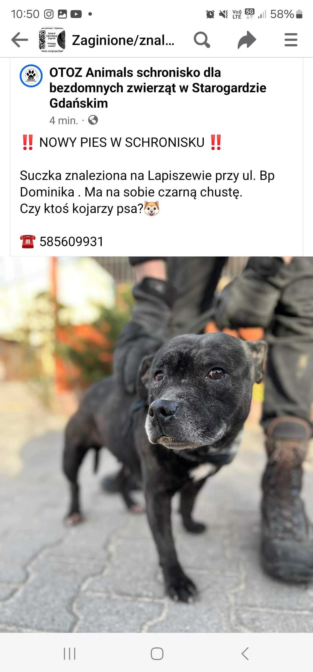 Pies znaleziony w lapiszewie