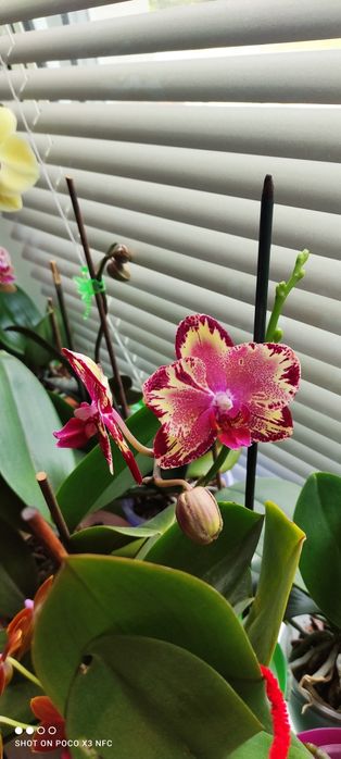 Продам взрослую домашнюю орхидею Биг Бен