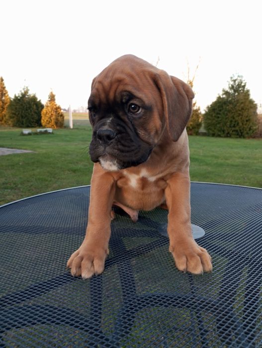 Bokser szczeniak pies