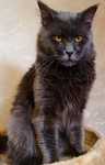 Maine coon blue kocurek