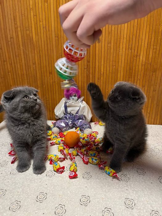 Котята британцы.