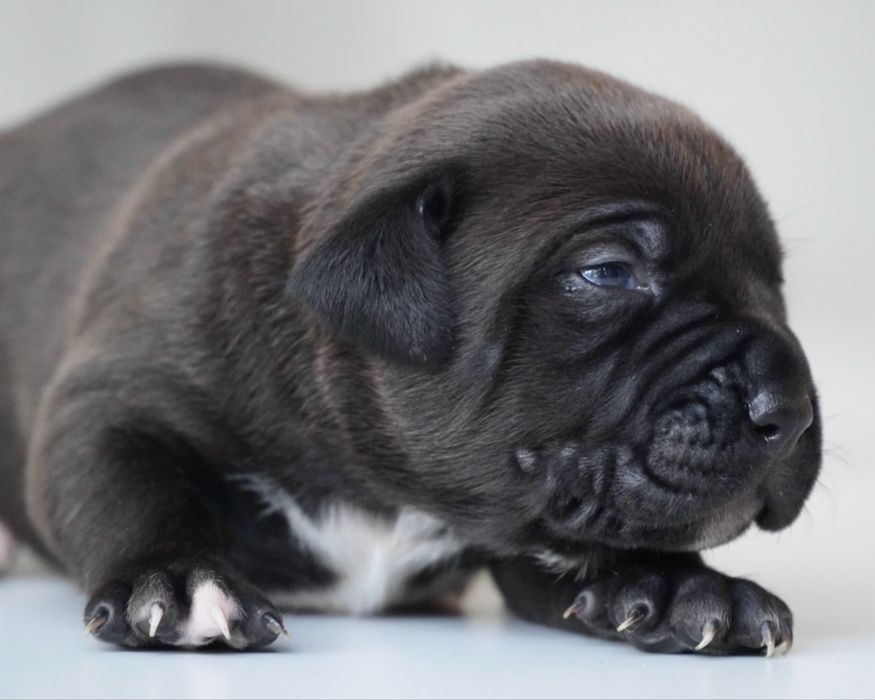 American Bully XL ABKC