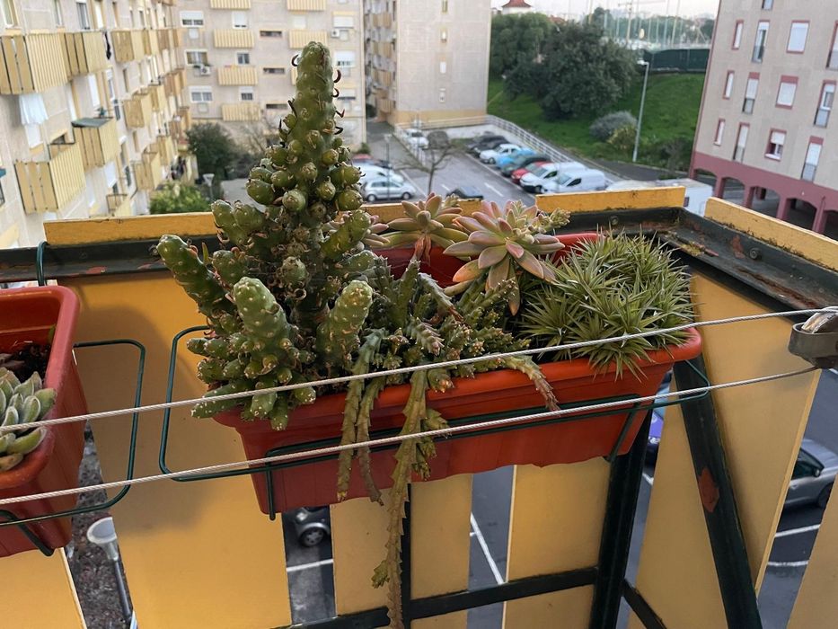 Vasos de plantas com suporte