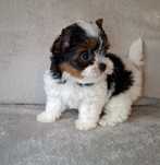 Yorkshire Terrier Biewer Suczka