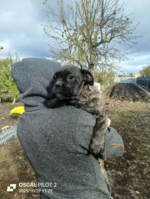 Немецкий боскера