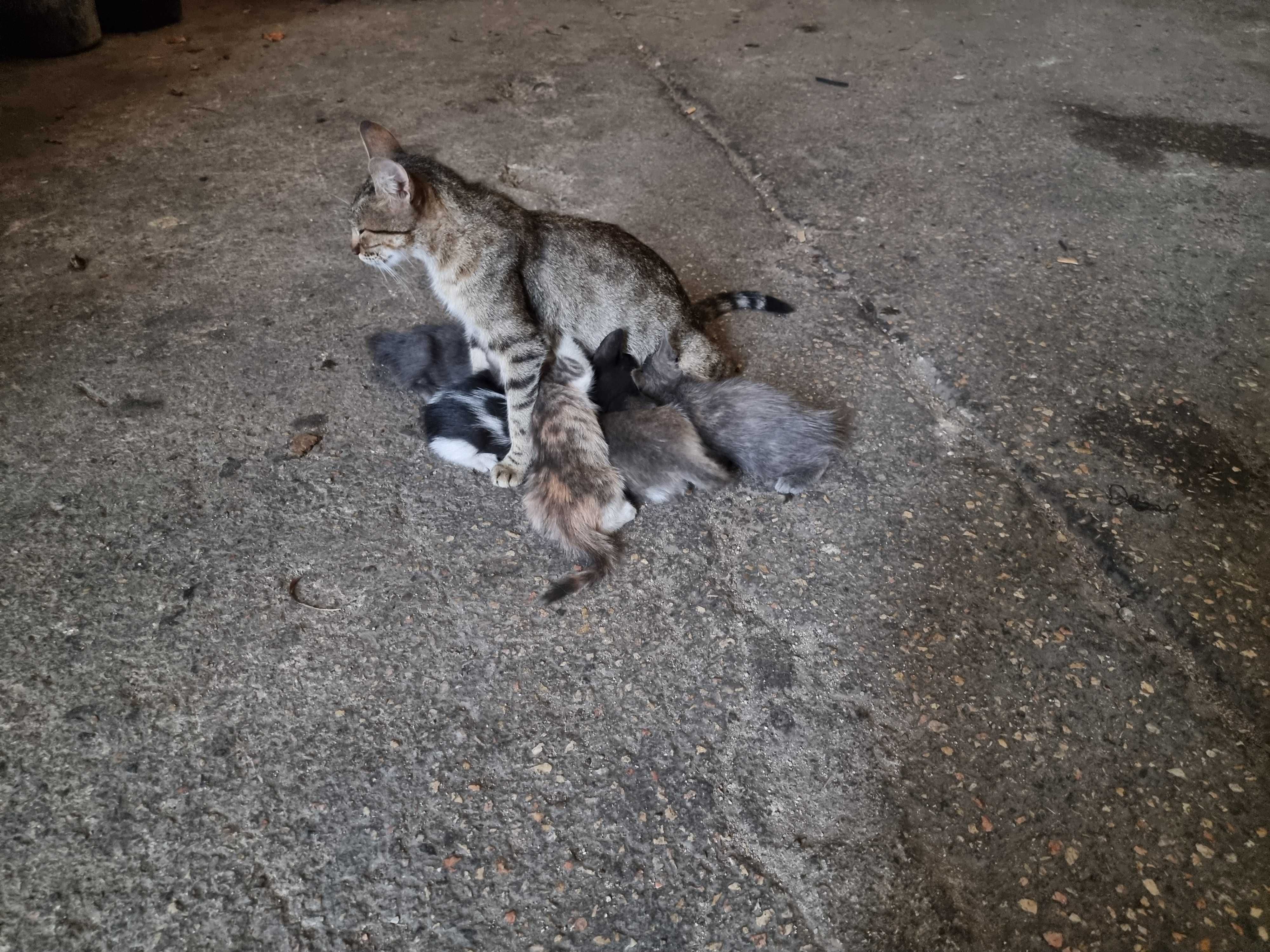 Dá-se gatos a quem os tratar bem