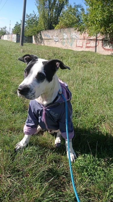 Продам цуценя пітбультерєр 7 місяців є паспорт