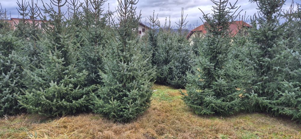 Choinki Ekologiczne (Ścinanie we własnym zakresie)