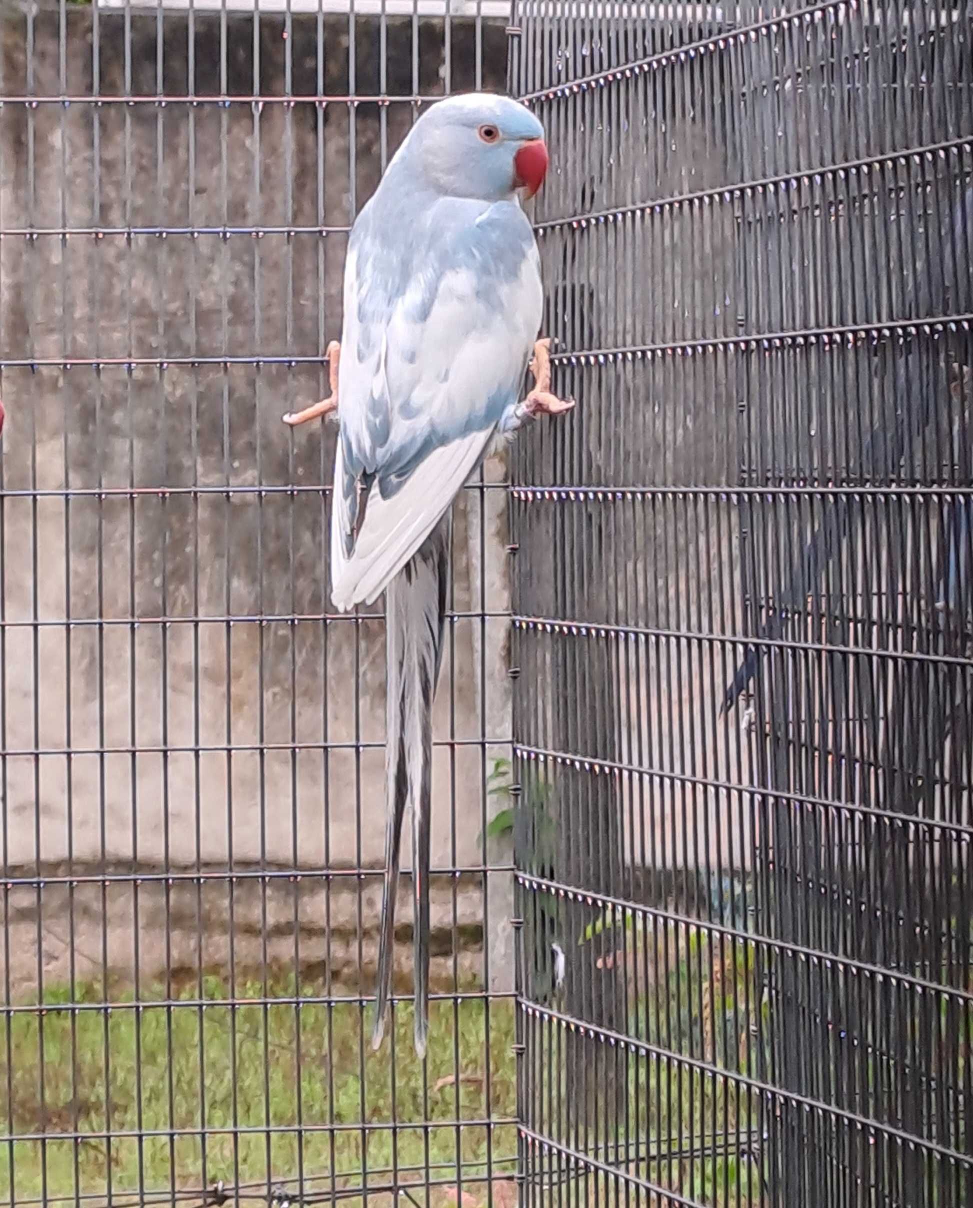 Ring neck azul malhado, 2022, macho.