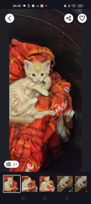 Śliczna kocica do adopcji