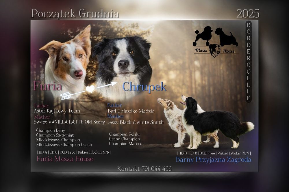 Border collie zapowiedź miotu