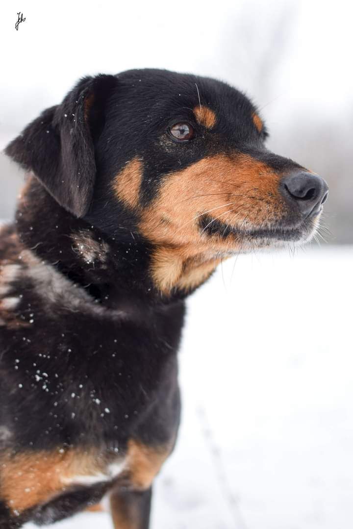 Zima to dla Niego bardzo trudny okres! Piesek do adopcji.