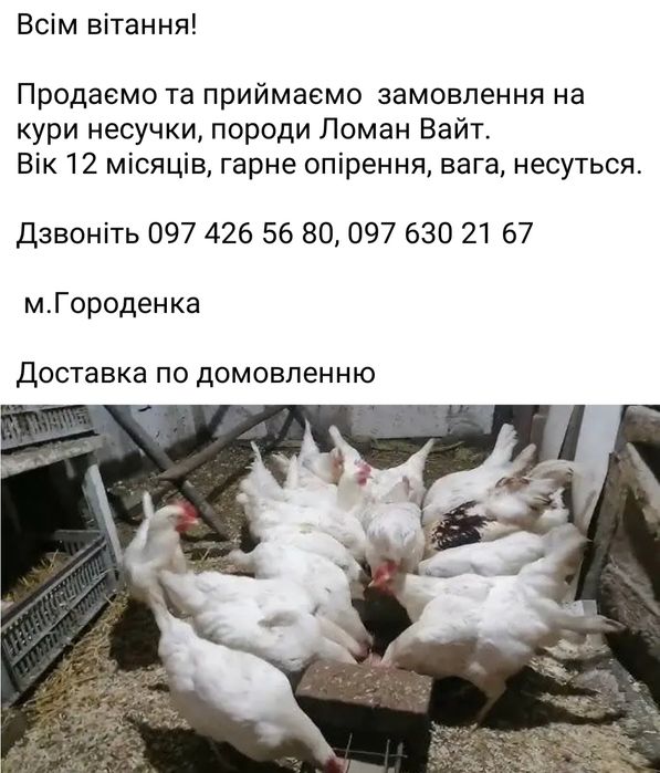 Продаж курей Ломан Вайт та підрощених домінант