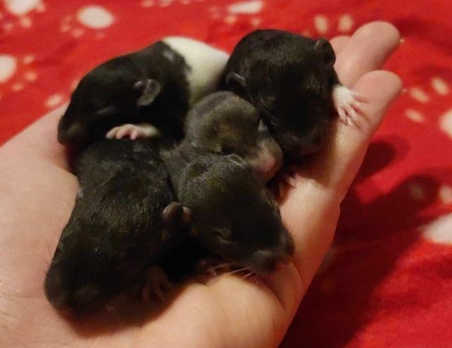 Szczurki Dumbo szczureczki dziewczynki i chłopcy śliczne szczurki