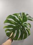 Monstera Thai szczyt