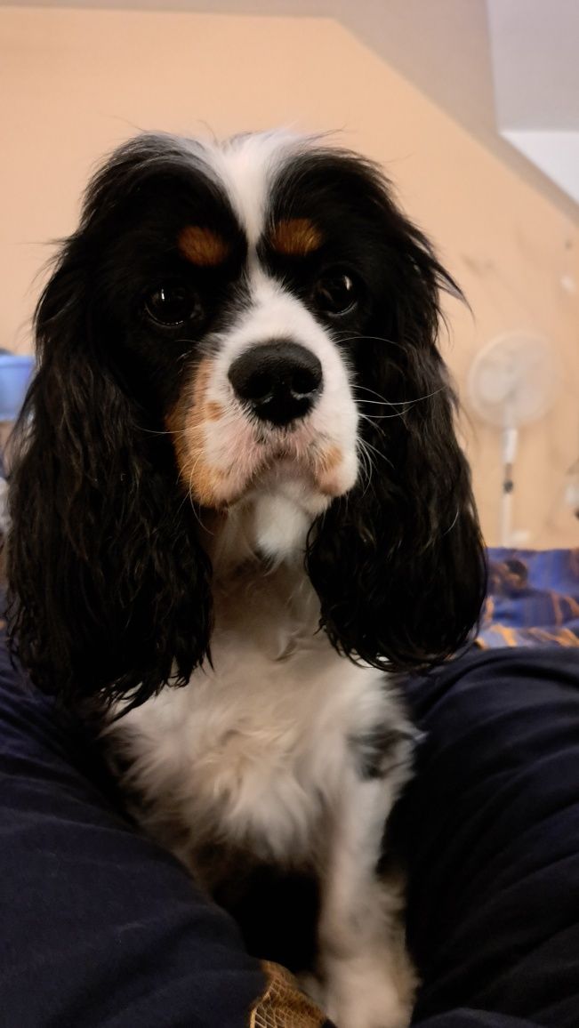 Cavalier King Charles Spaniel