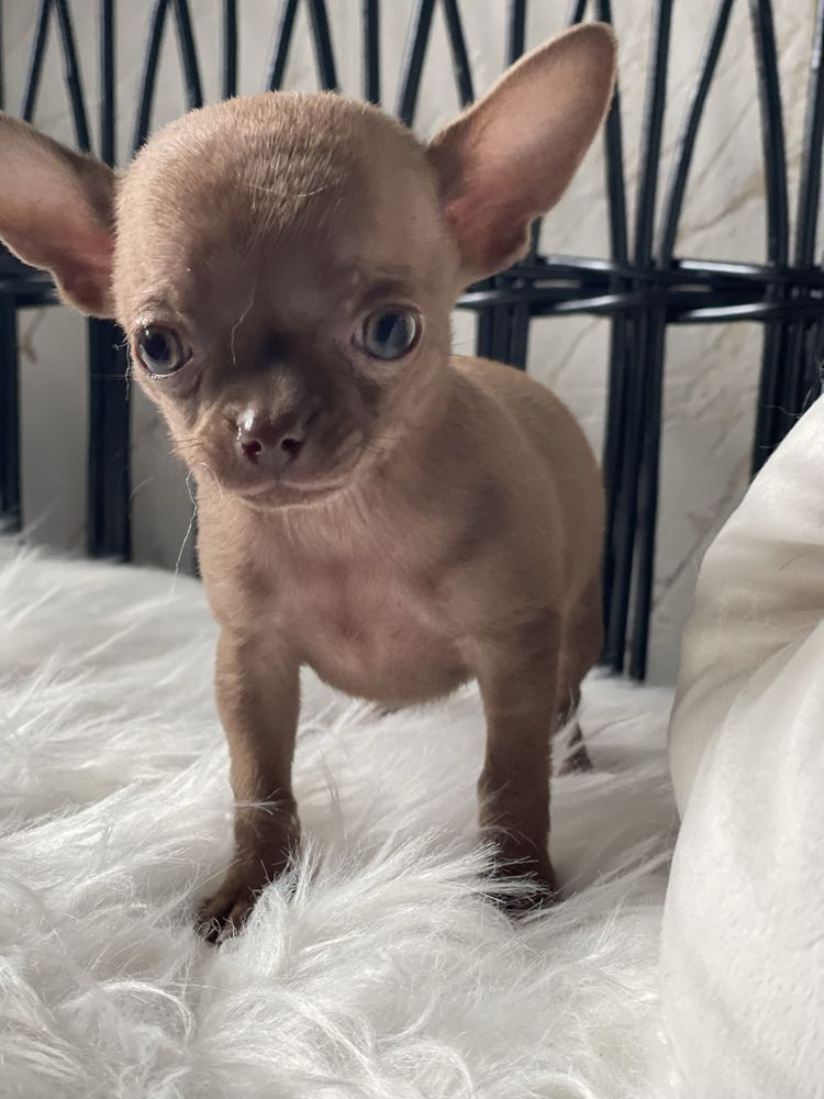 Chihuahua krótkowłosy piesek liliowy gotowy do odbioru