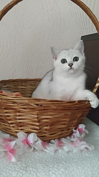 Дівчинка і хлопчик сріблясті шиншили