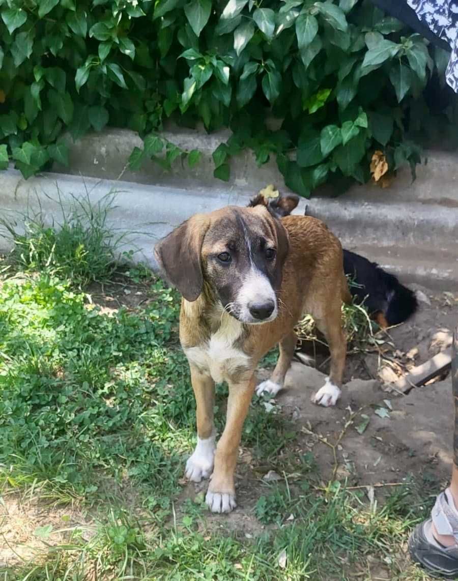 TRUFLA  4 mies sunia uratowana w Bułgarii do adopcji