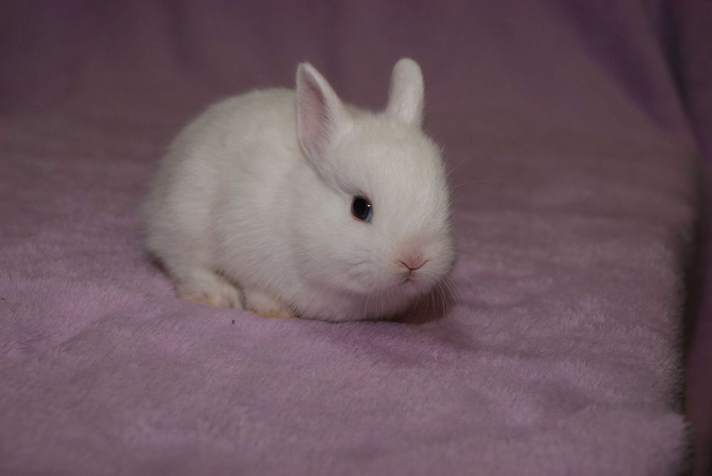 минилоп - мини кролик - крошки крольчата малыши