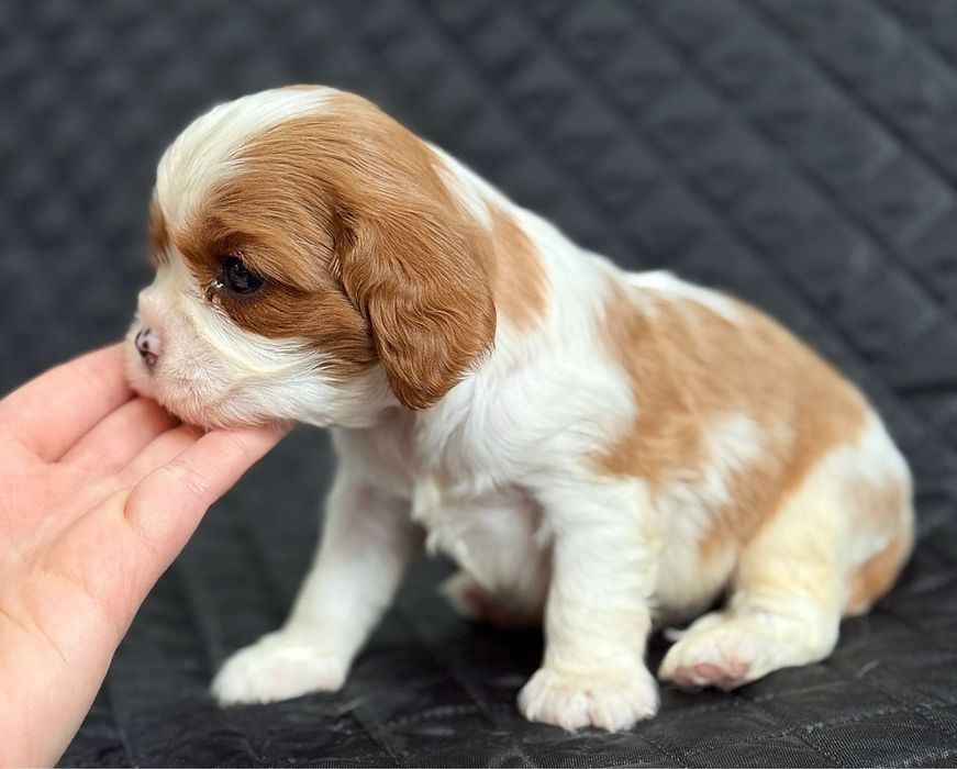 Cavalier King Charles Spaniel FCI chłopiec szczenięta