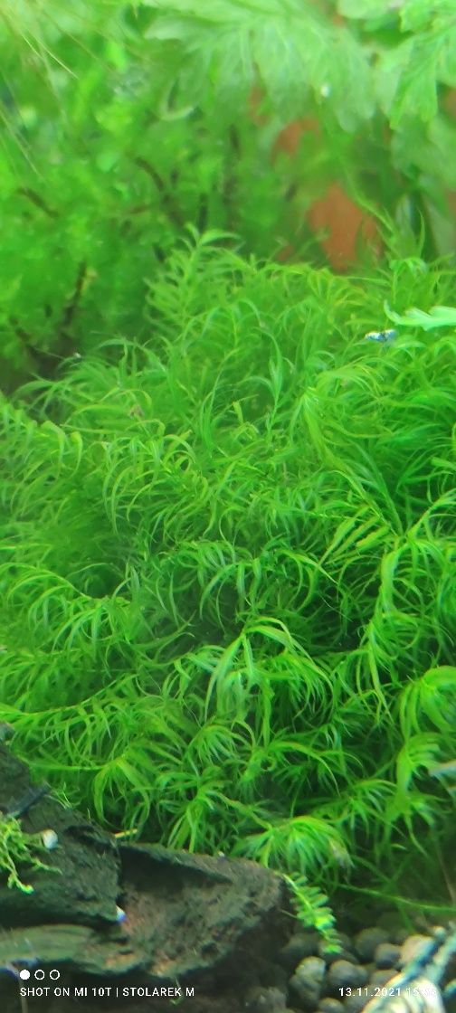 Fissidens fontanus moss phoenix 10 galazek+ Gratis . Wysyłka