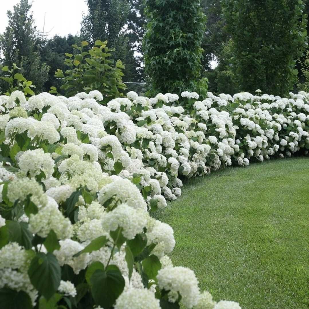 Hortensja annabelle