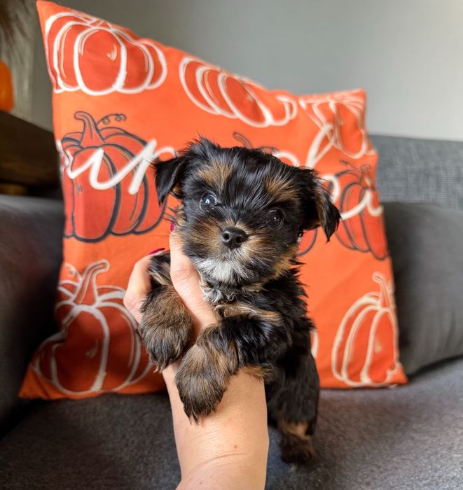 Śliczny malutki piesek Yorkshire Terrier