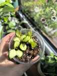 Hoya heuschkeliana Variegata 3 sadzonki
